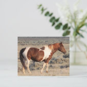 McCullough Peaks Wild Horses Briefkaart (Staand voorkant)