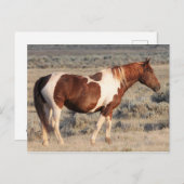 McCullough Peaks Wild Horses Briefkaart (Voorkant / Achterkant)