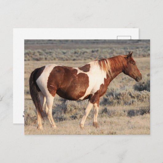 McCullough Peaks Wild Horses Briefkaart (Voorkant / Achterkant)