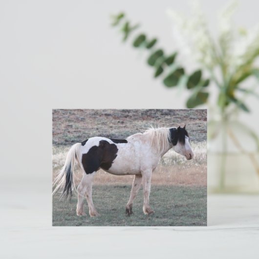 McCullough Peaks Wild Horses Briefkaart (Staand voorkant)