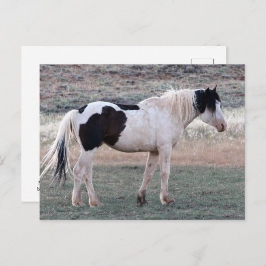 McCullough Peaks Wild Horses Briefkaart (Voorkant / Achterkant)
