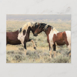 McCullough Peaks Wild Horses Briefkaart