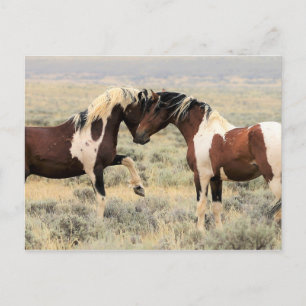 McCullough Peaks Wild Horses Briefkaart