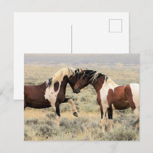 McCullough Peaks Wild Horses Briefkaart (Voorkant / Achterkant)