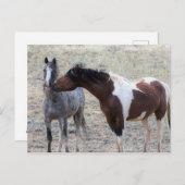 McCullough Peaks Wild Horses Briefkaart (Voorkant / Achterkant)