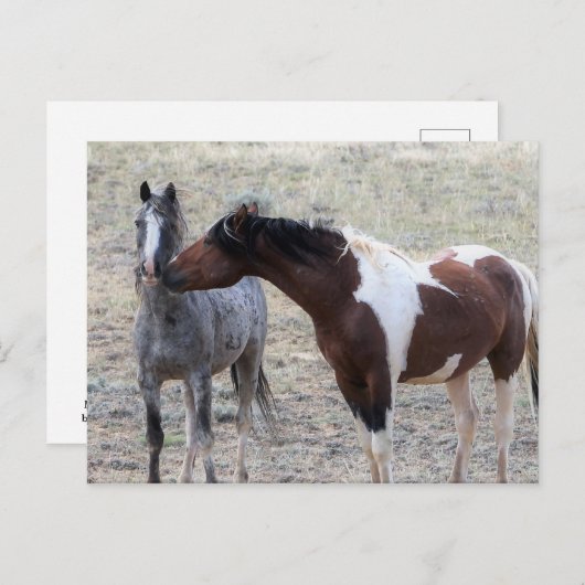 McCullough Peaks Wild Horses Briefkaart (Voorkant / Achterkant)
