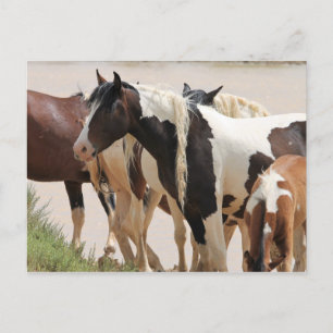 McCullough Peaks Wild Horses Briefkaart