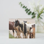 McCullough Peaks Wild Horses Briefkaart (Staand voorkant)
