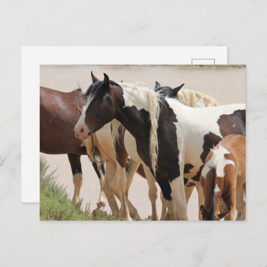 McCullough Peaks Wild Horses Briefkaart (Voorkant / Achterkant)