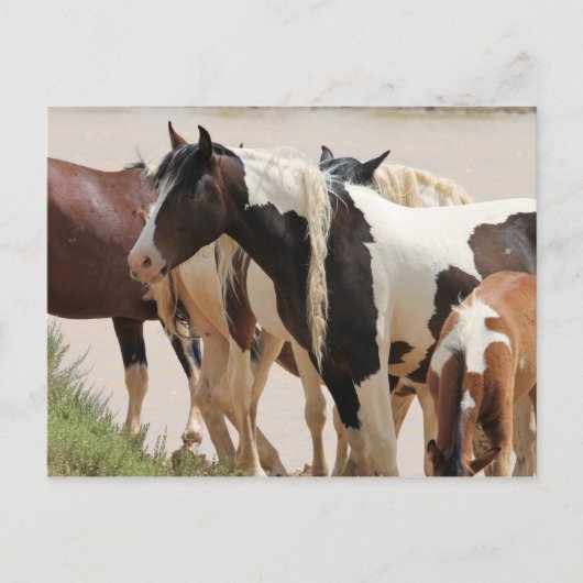 McCullough Peaks Wild Horses Briefkaart (Voorkant)