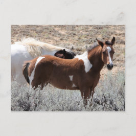 McCullough Peaks Wild Horses Briefkaart