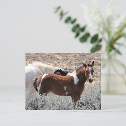 McCullough Peaks Wild Horses Briefkaart (Staand voorkant)