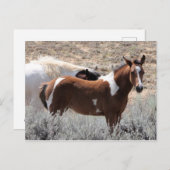 McCullough Peaks Wild Horses Briefkaart (Voorkant / Achterkant)