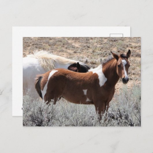 McCullough Peaks Wild Horses Briefkaart (Voorkant / Achterkant)