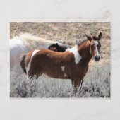 McCullough Peaks Wild Horses Briefkaart (Voorkant)