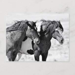 McCullough Peaks Wild Horses Briefkaart