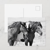 McCullough Peaks Wild Horses Briefkaart (Voorkant / Achterkant)