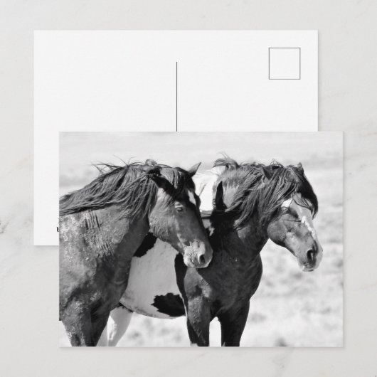 McCullough Peaks Wild Horses Briefkaart (Voorkant / Achterkant)