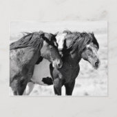 McCullough Peaks Wild Horses Briefkaart (Voorkant)