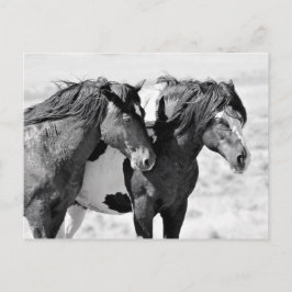 McCullough Peaks Wild Horses Briefkaart