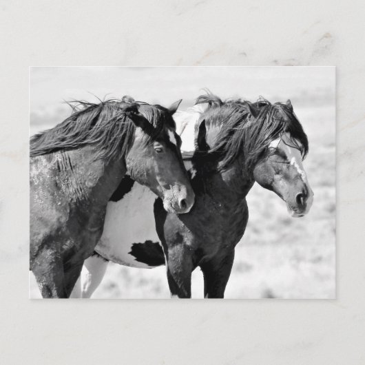 McCullough Peaks Wild Horses Briefkaart (Voorkant)