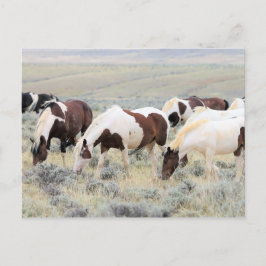 McCullough Peaks Wild Horses Briefkaart