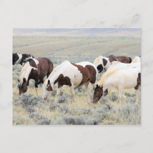 McCullough Peaks Wild Horses Briefkaart