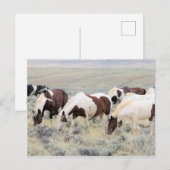 McCullough Peaks Wild Horses Briefkaart (Voorkant / Achterkant)