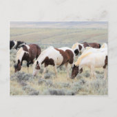 McCullough Peaks Wild Horses Briefkaart (Voorkant)