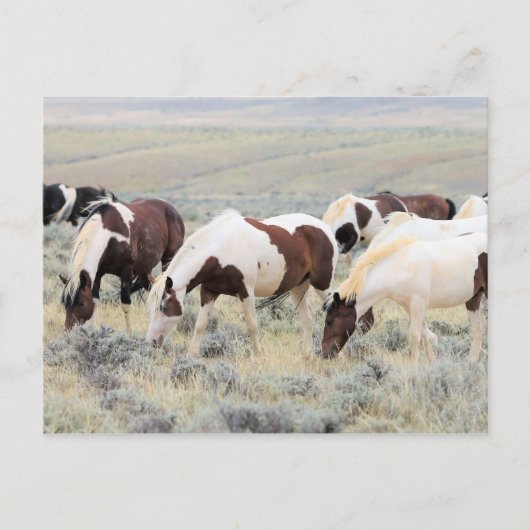 McCullough Peaks Wild Horses Briefkaart (Voorkant)