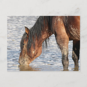 McCullough Peaks Wild Horses Briefkaart
