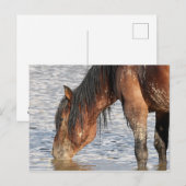 McCullough Peaks Wild Horses Briefkaart (Voorkant / Achterkant)