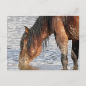 McCullough Peaks Wild Horses Briefkaart (Voorkant)