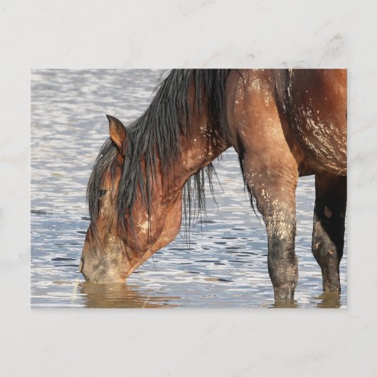 McCullough Peaks Wild Horses Briefkaart (Voorkant)