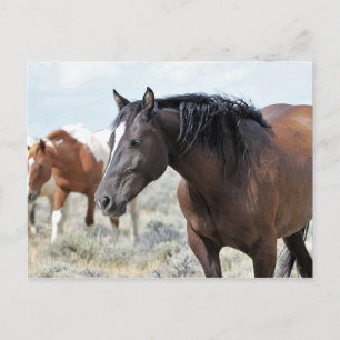 McCullough Peaks Wild Horses Briefkaart