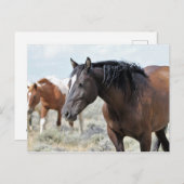 McCullough Peaks Wild Horses Briefkaart (Voorkant / Achterkant)