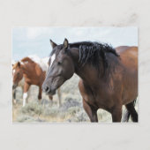 McCullough Peaks Wild Horses Briefkaart (Voorkant)