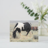 McCullough Peaks Wild Horses Briefkaart (Staand voorkant)