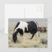 McCullough Peaks Wild Horses Briefkaart (Voorkant / Achterkant)