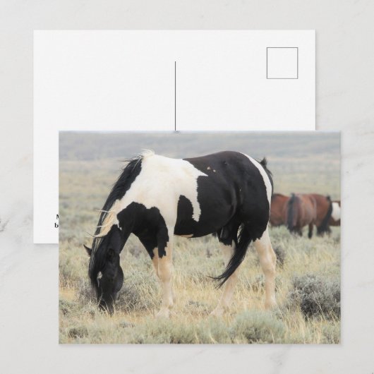 McCullough Peaks Wild Horses Briefkaart (Voorkant / Achterkant)