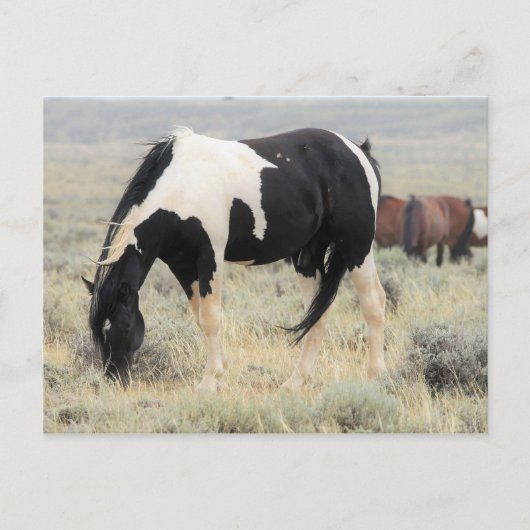 McCullough Peaks Wild Horses Briefkaart (Voorkant)