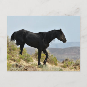 McCullough Peaks Wild Horses Briefkaart