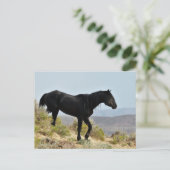 McCullough Peaks Wild Horses Briefkaart (Staand voorkant)