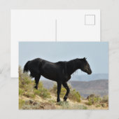McCullough Peaks Wild Horses Briefkaart (Voorkant / Achterkant)