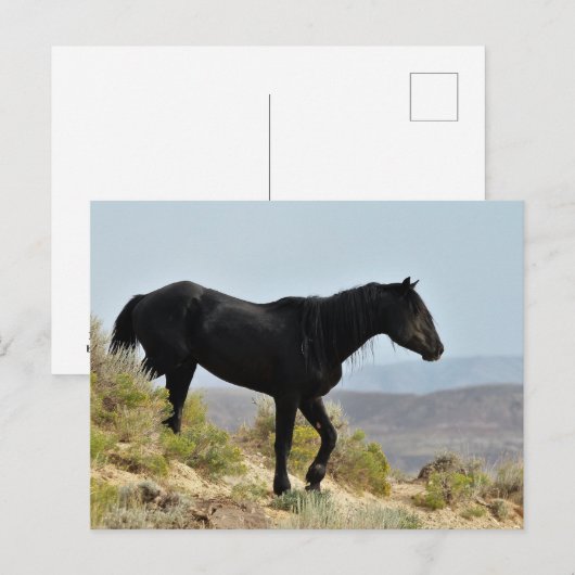 McCullough Peaks Wild Horses Briefkaart (Voorkant / Achterkant)