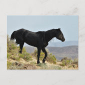 McCullough Peaks Wild Horses Briefkaart (Voorkant)