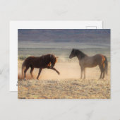 McCullough Peaks Wild Horses Briefkaart (Voorkant / Achterkant)