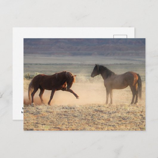 McCullough Peaks Wild Horses Briefkaart (Voorkant / Achterkant)