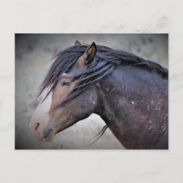 McCullough Peaks Wild Horses Briefkaart