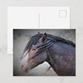 McCullough Peaks Wild Horses Briefkaart (Voorkant / Achterkant)